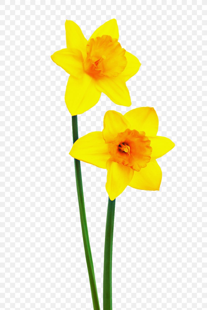 Flower Yellow Petal Narcissus Plant, PNG, 1400x2098px, Flower, Amaryllis Family, Cut Flowers, Narcissus, Petal Download Free