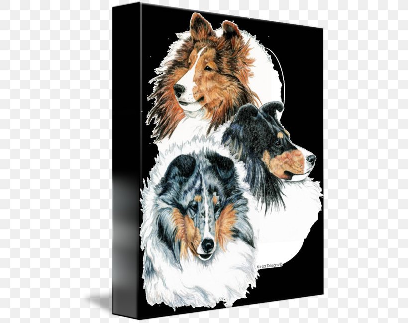 Rough Collie Shetland Sheepdog Old English Sheepdog Dog Breed Companion Dog, PNG, 494x650px, Rough Collie, Blue Merle, Breed, Carnivoran, Collie Download Free