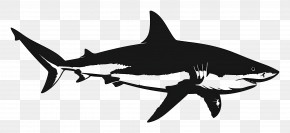 Shark - Black Shark Silhouette Illustration PNG