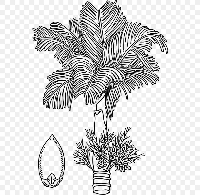 Areca Palm Areca Nut Arecaceae Drawing, PNG, 558x800px, Areca Palm, Areca Nut, Arecaceae, Betel, Black And White Download Free