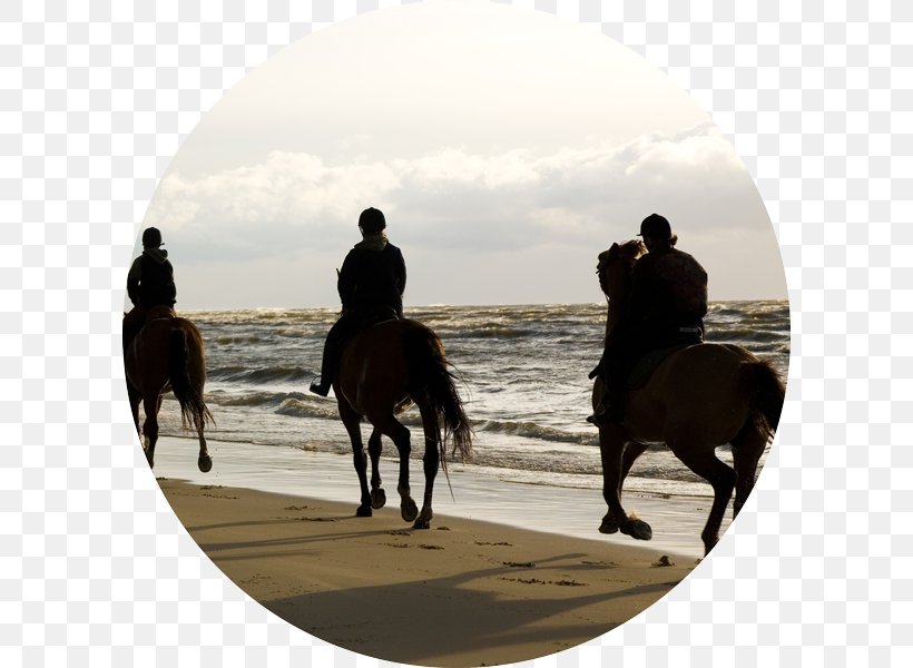 Chania Horse Heraklion Hersonissos Equestrian, PNG, 600x600px, Chania, Accommodation, Beach, Crete, Equestrian Download Free