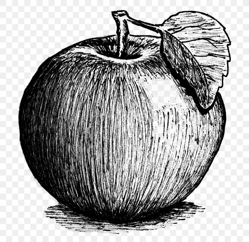 Just an apple original fine art by Dietrich Moravec  Charcoal art Still  life drawing Fruits drawing