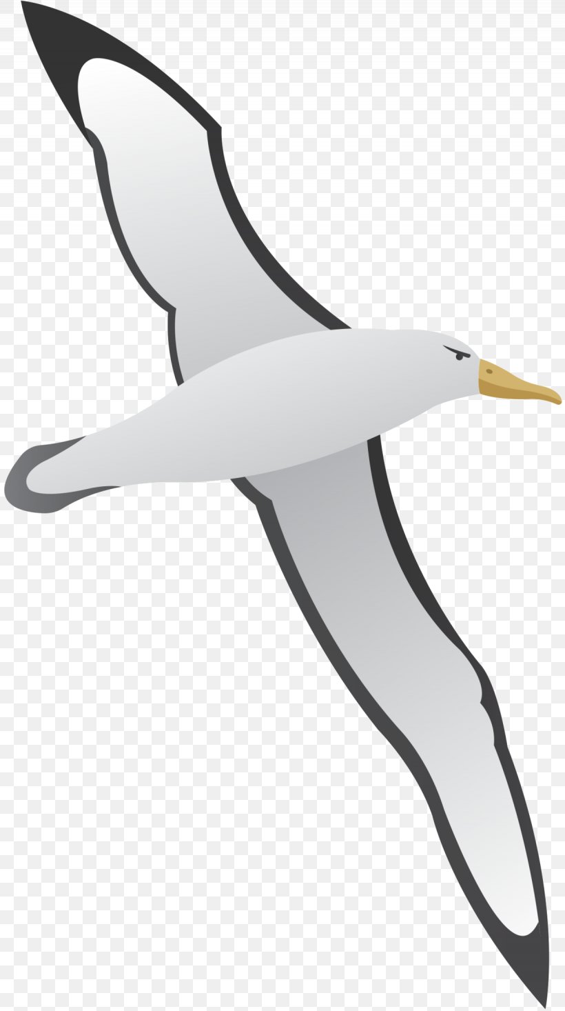 Gulls Clip Art Gannets Beak Product Design, PNG, 1230x2200px, Gulls, Albatross, Beak, Bird, Charadriiformes Download Free