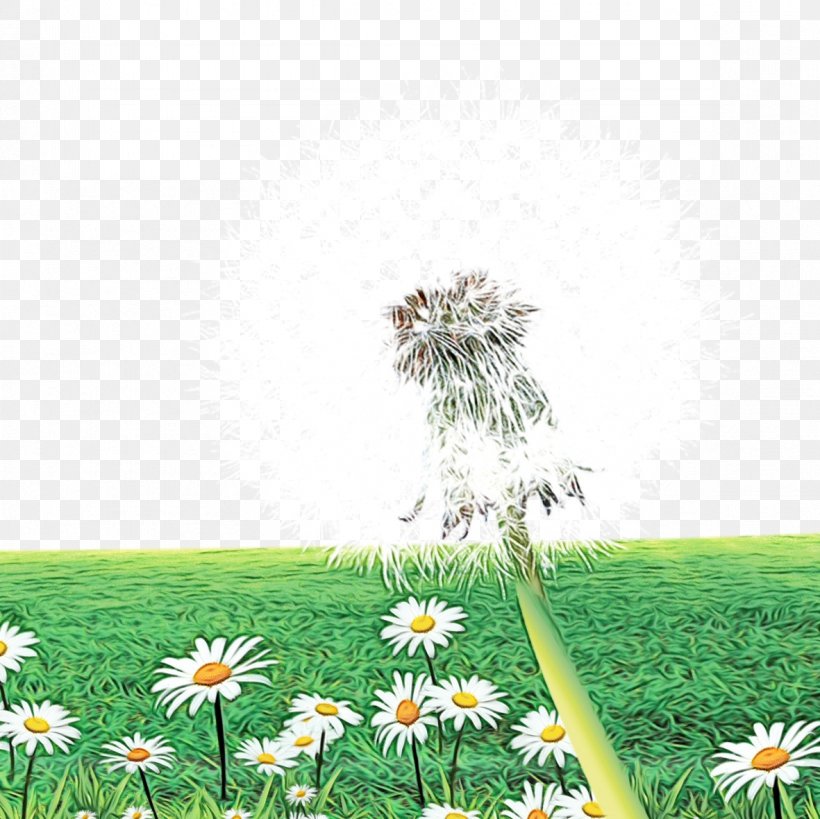 Watercolor Flower Background, PNG, 1181x1181px, Watercolor, Camomile, Chamomile, Common Daisy, Common Dandelion Download Free
