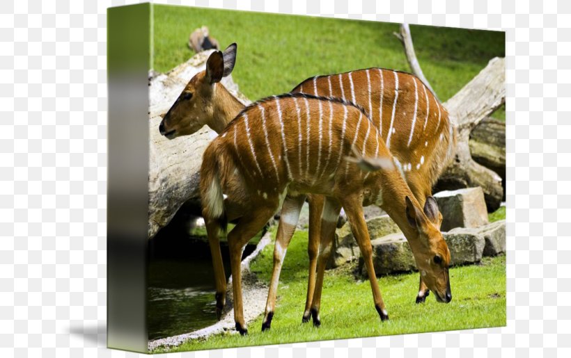 Berlin Zoological Garden Greater Kudu Deer Animal, PNG, 650x515px, Zoo, Animal, Antelope, Berlin, Bongo Download Free