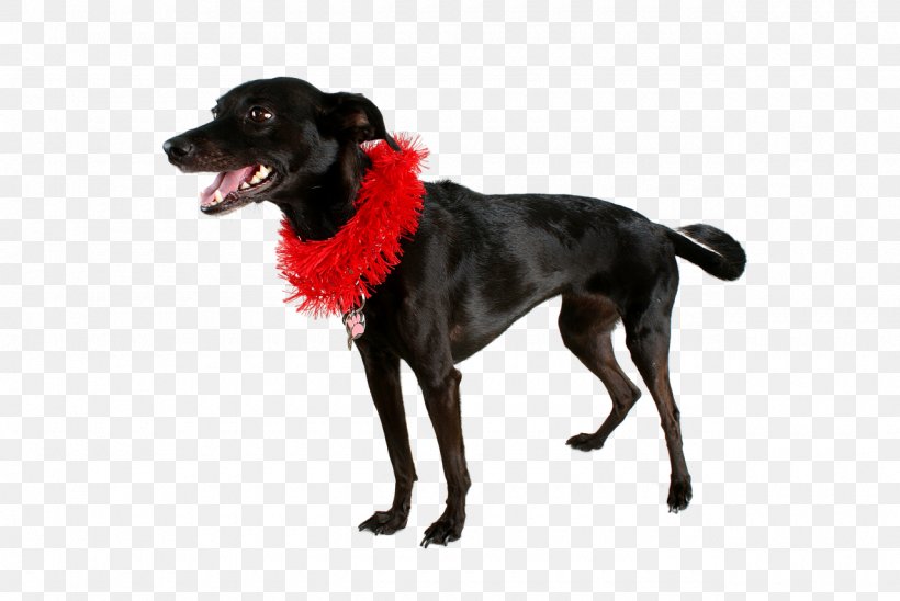 Dog Breed Labrador Retriever Image Cat, PNG, 1280x856px, Dog Breed, Cat, Dog, Dog Collar, Dog Like Mammal Download Free
