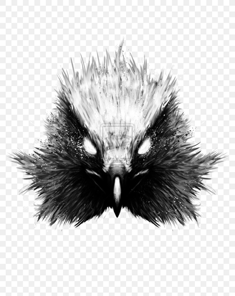Beak Echidna Fur Feather, PNG, 774x1032px, Beak, Black And White, Close Up, Echidna, Feather Download Free