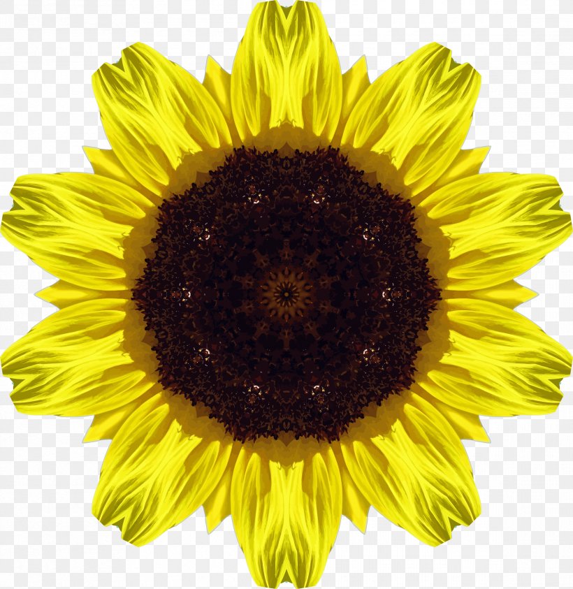 Common Sunflower Jerusalem Artichoke Sunflower Seed Sunflower Oil, PNG, 2332x2400px, Common Sunflower, Daisy Family, Flower, Flowering Plant, Image File Formats Download Free