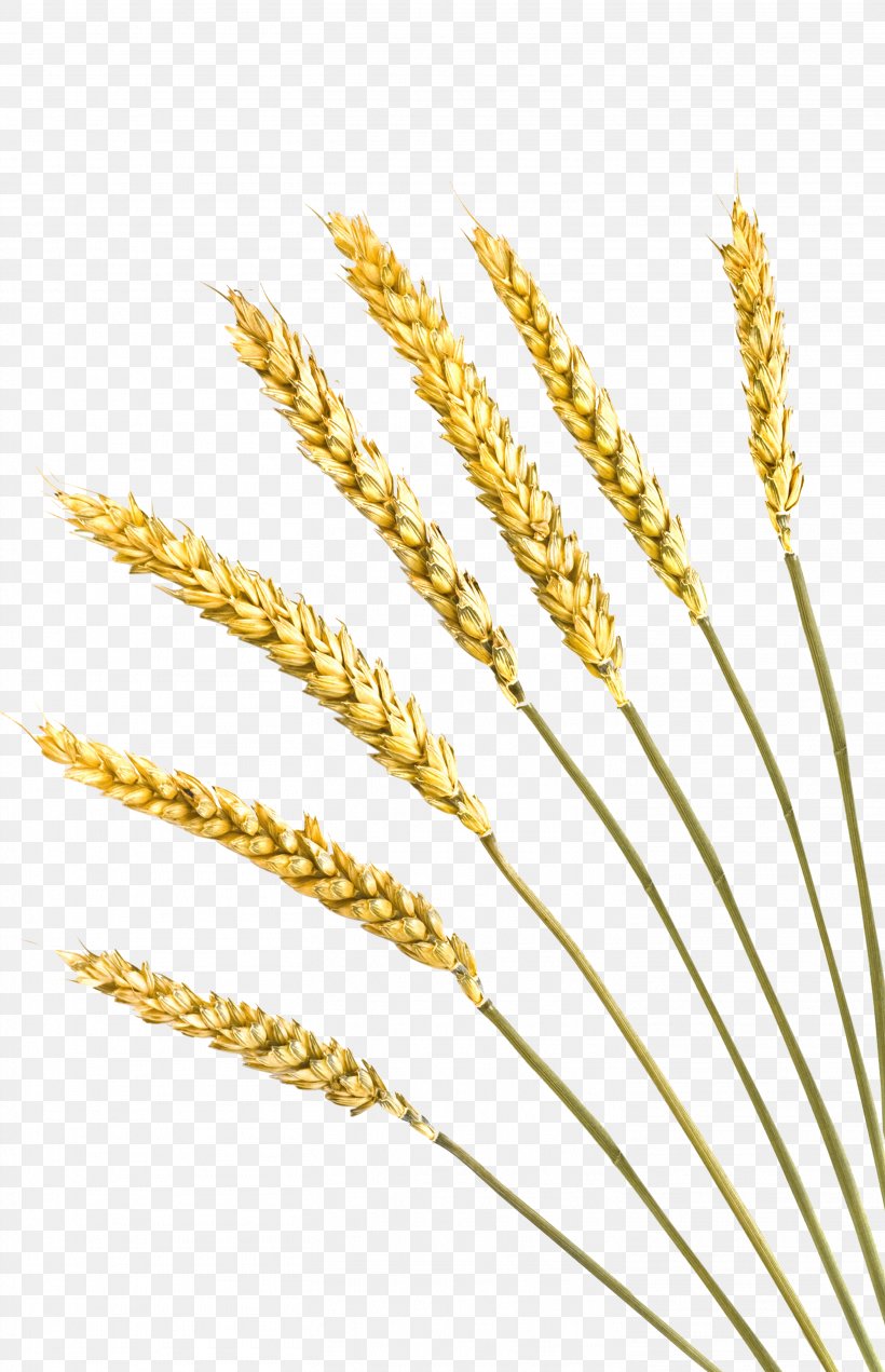 Einkorn Wheat Rye Bread Cereal Barley Crop, PNG, 2923x4531px, Einkorn Wheat, Barley, Bunsik, Cereal, Cereal Germ Download Free