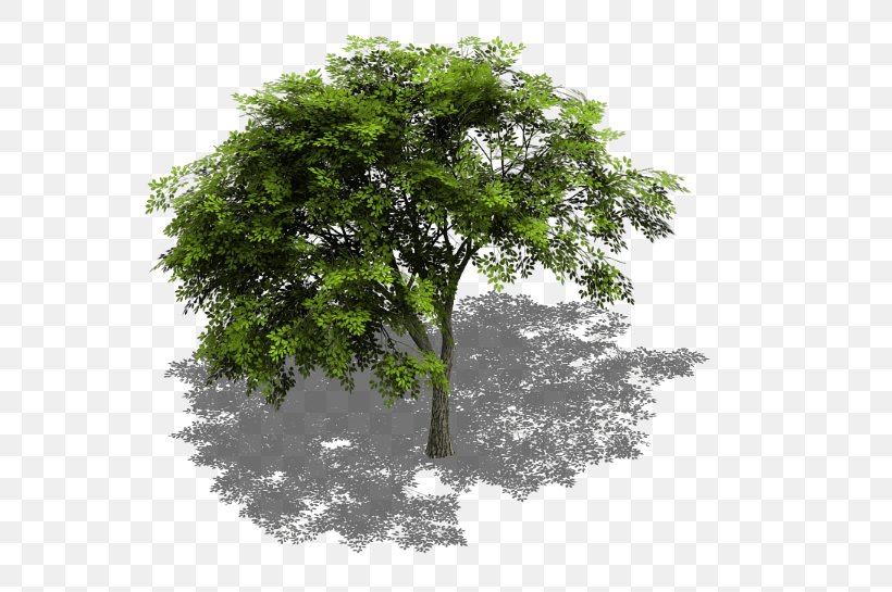 Tree Sprite Isometric Graphics In Video Games And Pixel Art Isometric Projection GameMaker: Studio, PNG, 591x545px, 2d Computer Graphics, Tree, Aspen, Branch, Computer Graphics Download Free