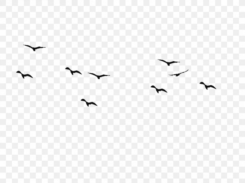 Bird Flight Swallow Silhouette Drawing, PNG, 1167x876px, Bird, Animal Migration, Beak, Bird Flight, Bird Migration Download Free