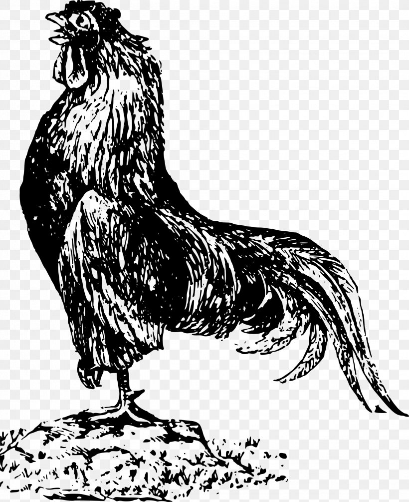 Cochin Chicken Houdan Chicken Andalusian Chicken Rooster, PNG, 1958x2400px, Cochin Chicken, Andalusian Chicken, Art, Beak, Bird Download Free