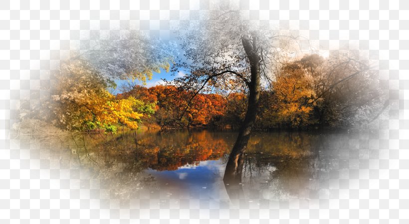 Desktop Wallpaper Nature Autumn UXGA Tree, PNG, 800x450px, Nature, Autumn, Autumn Leaf Color, Color, Forest Download Free
