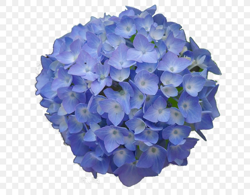 French Hydrangea Flower Garden Blue Desktop Wallpaper, PNG, 640x640px, French Hydrangea, Blue, Blue Rose, Cornales, Cut Flowers Download Free