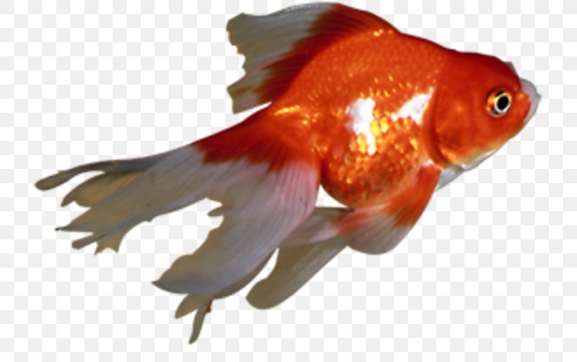 Goldfish Feeder Fish Bony Fishes Fin Marine Biology, PNG, 730x514px, Goldfish, Biology, Bony Fish, Bony Fishes, Fauna Download Free
