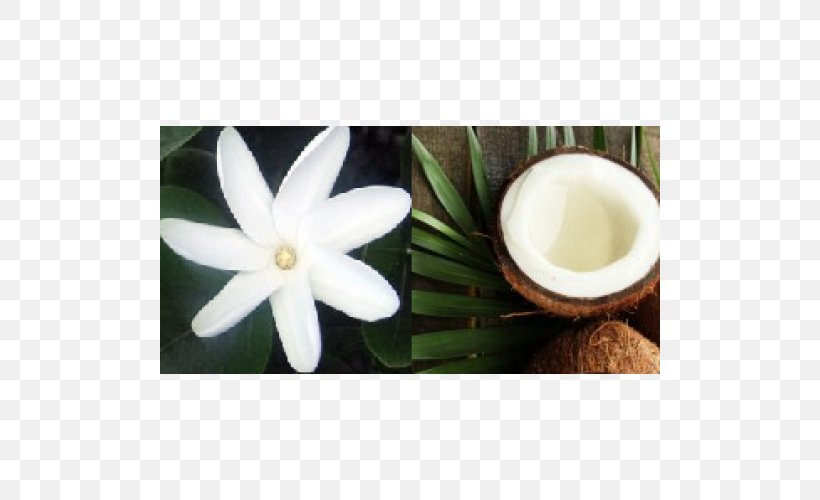 Monoi Oil Essential Oil Carrier Oil Shea Butter, PNG, 500x500px, Monoi Oil, Carrier Oil, Coconut Oil, Essential Oil, Flower Download Free