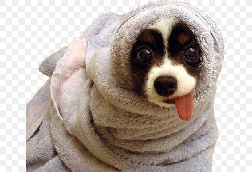 Towel Dachshund Komondor Puppy Hot Dog, PNG, 648x560px, Towel, Blanket, Coat, Companion Dog, Dachshund Download Free