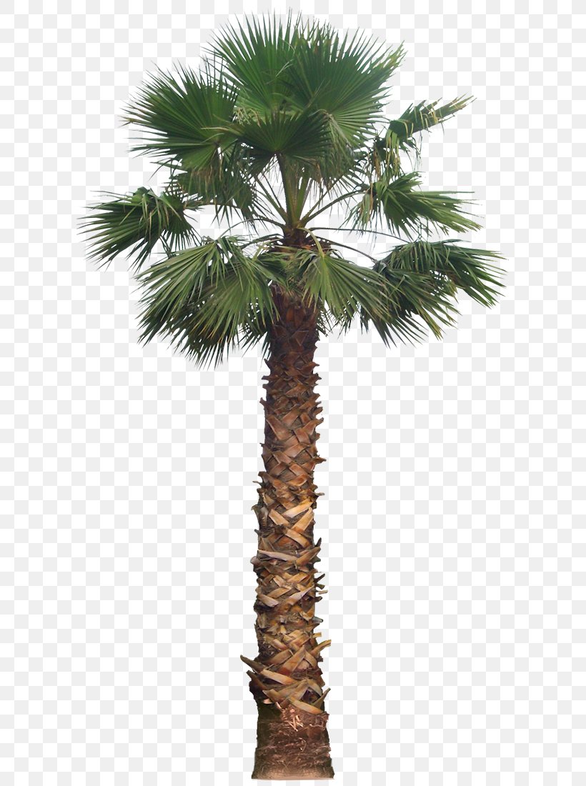 Date Palm Washingtonia Filifera Arecaceae Tree, PNG, 605x1100px, Date Palm, Areca Nut, Arecaceae, Arecales, Attalea Speciosa Download Free