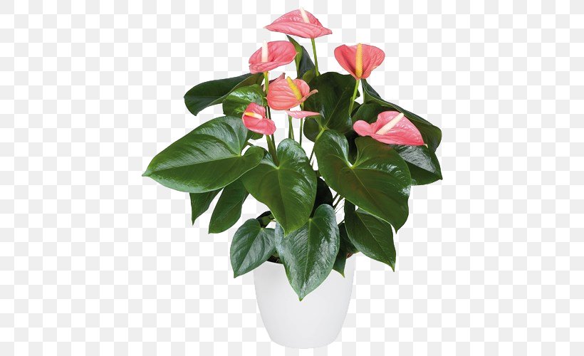 Floral Design Anthurium Andraeanum Artificial Flower Poinsettia, PNG, 500x500px, Floral Design, Anthurium Andraeanum, Artificial Flower, Burknar, Cut Flowers Download Free