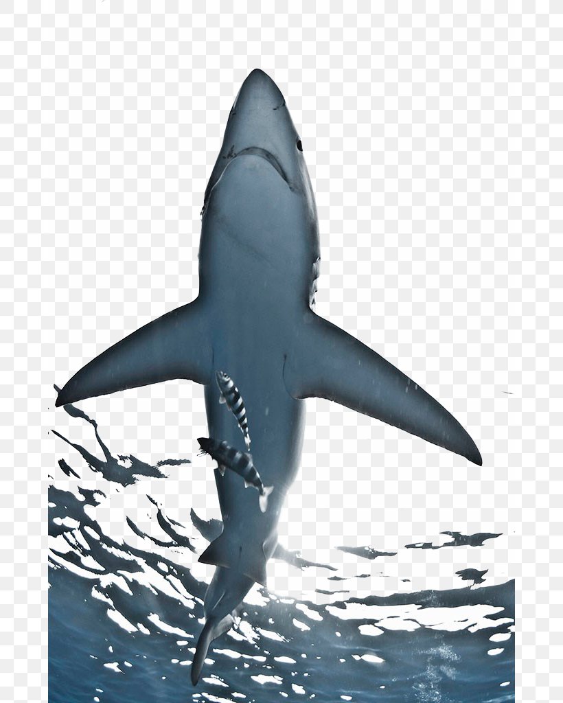 Great White Shark Magdalena Bay Stock Photography Blue Shark, PNG, 680x1024px, Great White Shark, Blue Shark, Bull Shark, Cartilaginous Fish, Fin Download Free