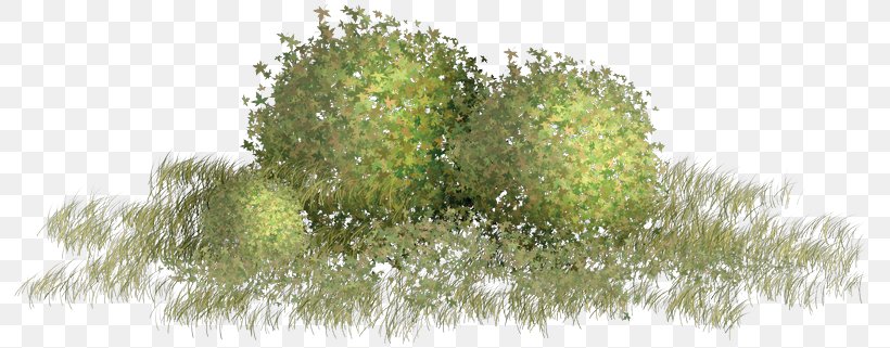 Green Clip Art, PNG, 800x321px, Green, Branch, Drawing, Evergreen, Flora Download Free