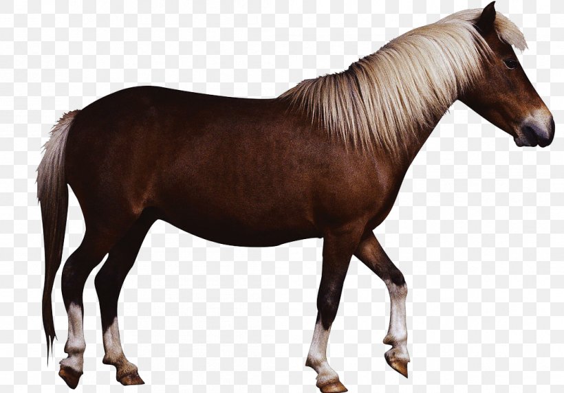 IPhone 4S IPhone 5s Horse, PNG, 1057x738px, Iphone 4s, Colt, Domestication, Donkey, Equus Download Free