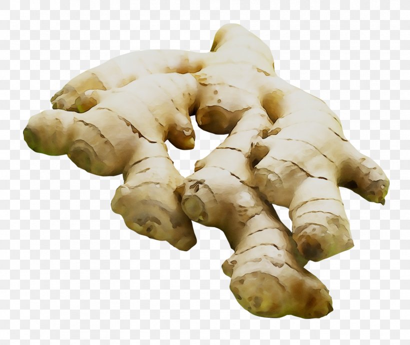 Root Vegetables Tuber Galangal, PNG, 1709x1441px, Root Vegetables, Curcuma, Food, Galangal, Ginger Download Free