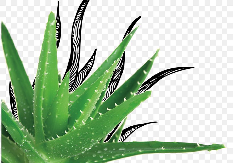 Aloe Vera Gel Plant Herb Pongame Oiltree, PNG, 810x572px, Aloe Vera, Abdomen, Adaptogen, Agave, Agave Azul Download Free