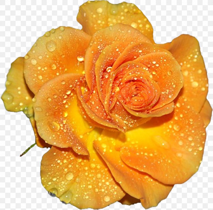 Garden Roses Yellow Clip Art, PNG, 877x863px, Garden Roses, Blossom, Color, Flower, Molly Soda Download Free