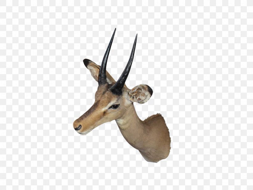 Impala Vertebrate, PNG, 1280x960px, Impala, Animal, Antelope, Chamois, Cowgoat Family Download Free