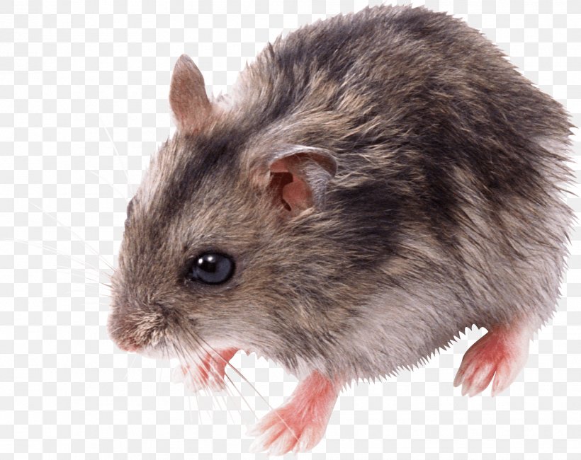 Rat Mouse, PNG, 1928x1529px, Mouse, Dormouse, Fauna, Fur, Gerbil Download Free