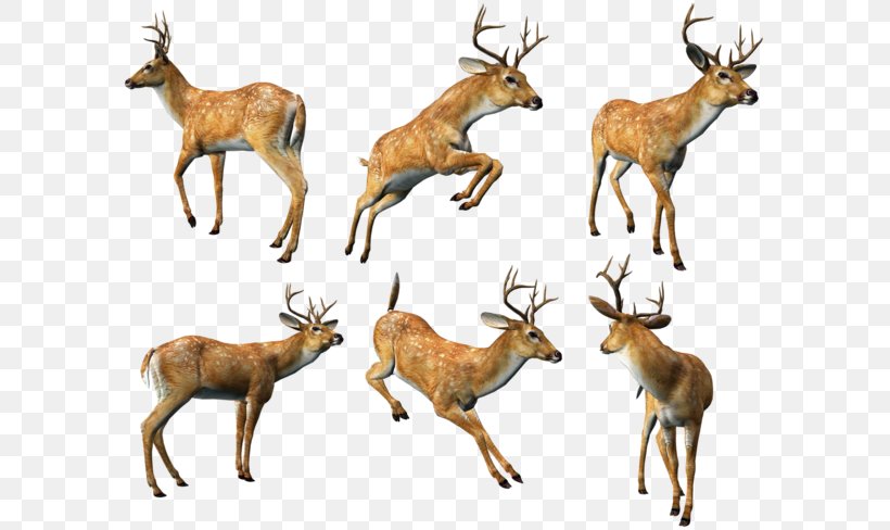 Reindeer Animal Clip Art, PNG, 600x488px, 3d Computer Graphics, Deer, Animal, Antelope, Antler Download Free