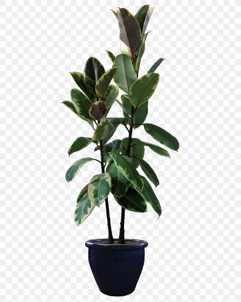 Rubber Fig Houseplant Flowerpot, PNG, 451x1024px, Rubber Fig, Bonsai, Fiddleleaf Fig, Fig Trees, Flower Download Free
