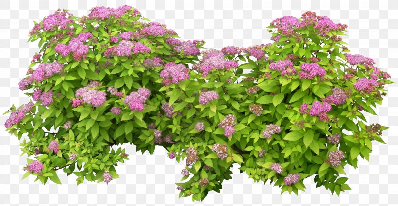 Shrub PhotoScape, PNG, 3080x1600px, Flower, Annual Plant, Cut Flowers, Floral Design, Flowering Plant Download Free