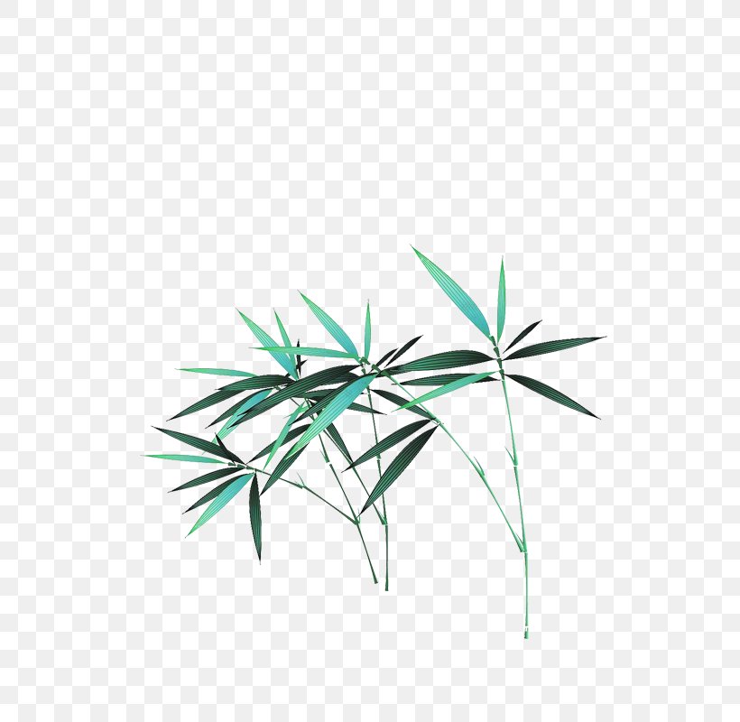 Bamboo Grass Bamboe, PNG, 800x800px, Bamboo, Bamboe, Computer, Google Images, Grass Download Free