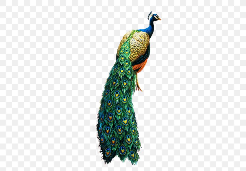 Bird Peafowl Clip Art, PNG, 658x572px, Bird, Archive File, Beak, Digital Image, Feather Download Free