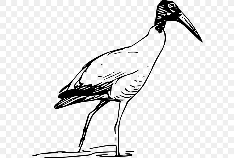 Bird Scarlet Ibis Glossy Ibis Clip Art, PNG, 600x554px, Bird, African Sacred Ibis, American White Ibis, Artwork, Beak Download Free