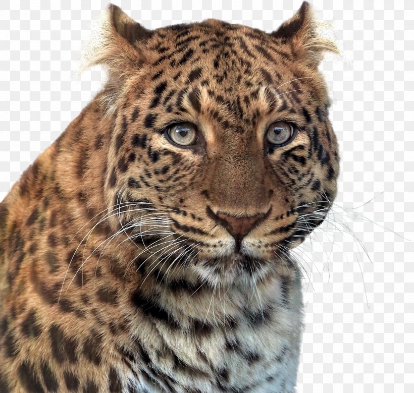 Black Panther Leopard Cat Cougar, PNG, 1280x1217px, Black Panther, Animal, Big Cats, Carnivoran, Cat Download Free