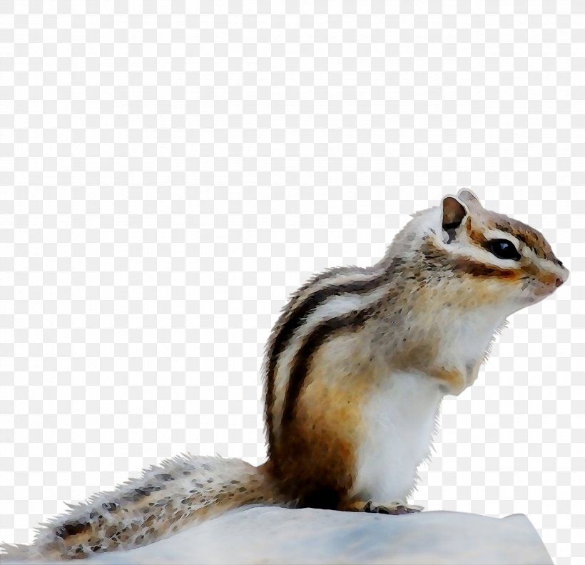 Chipmunk Fox Squirrel Fauna, PNG, 2553x2464px, Chipmunk, Eastern Chipmunk, Fauna, Fox Squirrel, Grey Squirrel Download Free