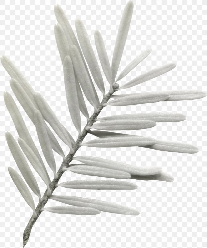 Feather White, PNG, 1012x1214px, Feather, Black And White, White Download Free