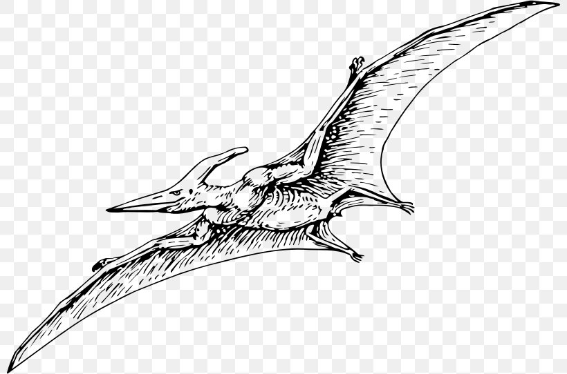 Pterodactyls Pteranodon Pterosaurs Carnivores: Dinosaur Hunter, PNG, 800x542px, Pterodactyls, Ankylosaurus, Artwork, Beak, Black And White Download Free