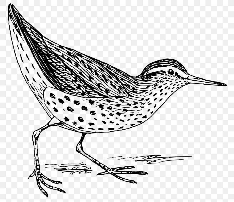 Sandpiper Bird Drawing Art Clip Art, PNG, 800x709px, Sandpiper, Art, Artwork, Beak, Bird Download Free