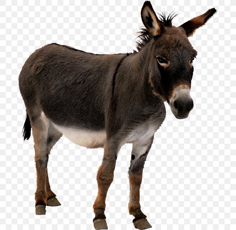 Donkey Animation, PNG, 694x800px, Donkey, Animaatio, Animation, Horse, Horse Like Mammal Download Free