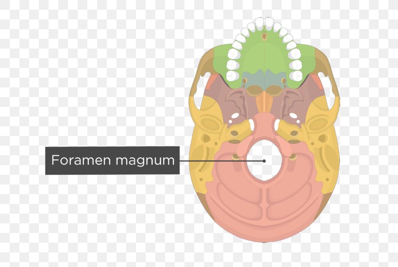 Palatine Bone Vomer Occipital Bone Lacrimal Bone Human Skeleton, PNG, 704x550px, Palatine Bone, Anatomy, Bone, Facial Skeleton, Frontal Bone Download Free