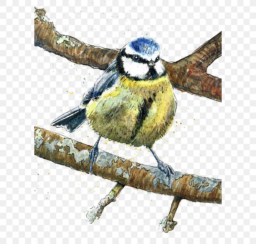 Bird Finch Cartoon Illustration, PNG, 600x780px, Bird, Animal, Art, Beak, Branch Download Free