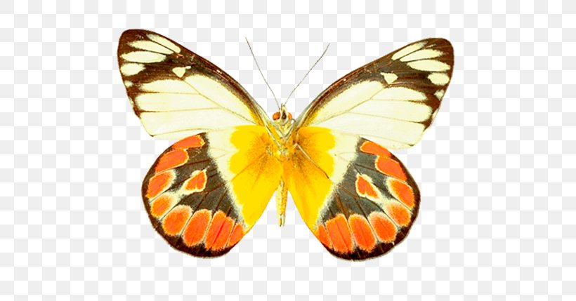 Monarch Butterfly Pieridae Moth Gossamer-winged Butterflies, PNG, 584x429px, Monarch Butterfly, Arthropod, Brush Footed Butterfly, Brushfooted Butterflies, Butterflies And Moths Download Free