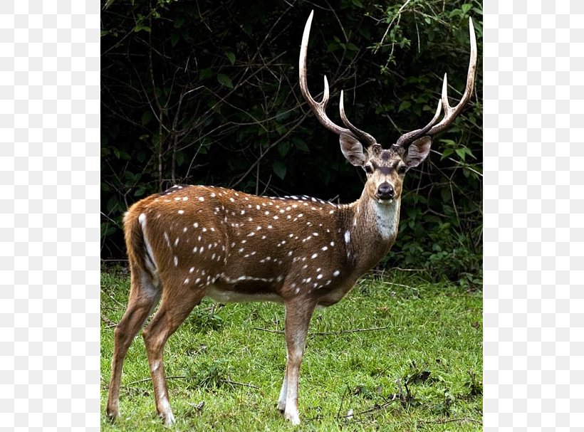 Roe Deer White-tailed Deer Chital Hunting, PNG, 607x607px, Deer, Antelope, Antler, Axis, Blackbuck Download Free