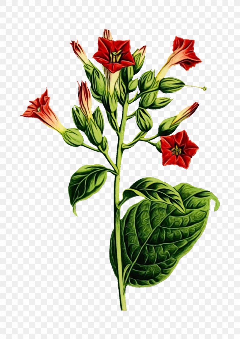 Flower Flowering Plant Plant Leaf Anthurium, PNG, 907x1280px, Watercolor, Anthurium, Cut Flowers, Fire Lily, Flower Download Free