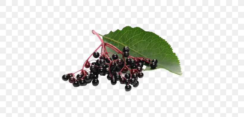 Grape Zante Currant Fruit Berry Berry, PNG, 637x393px, Grape, Berry, Blackcurrant, Currant, Elderberry Download Free