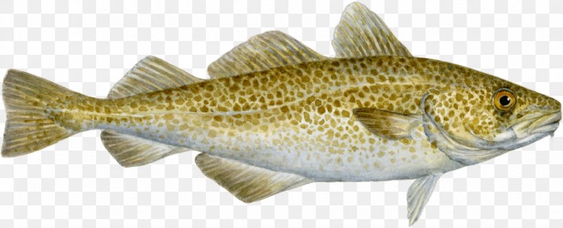 COD: A Biography Of The Fish That Changed The World Cod Wars Seafood Watch Atlantic Cod, PNG, 975x396px, Cod Wars, Animal Figure, Atlantic Cod, Barramundi, Bass Download Free